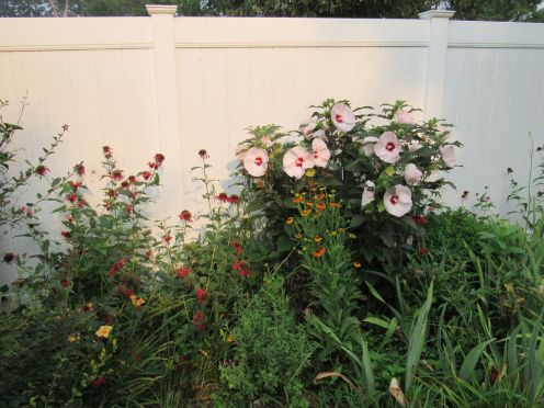 1-hibiscus aug 15.jpg